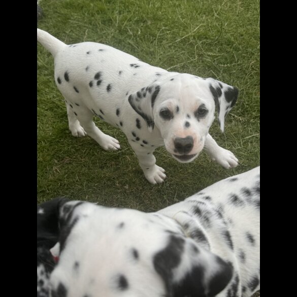 Dalmatian - Both