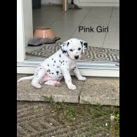 Dalmatian - Both