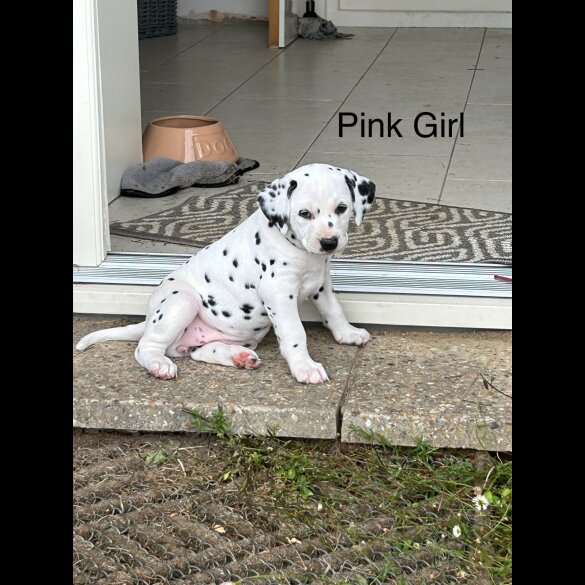 Dalmatian - Both