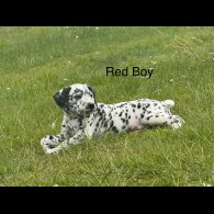 Dalmatian - Both