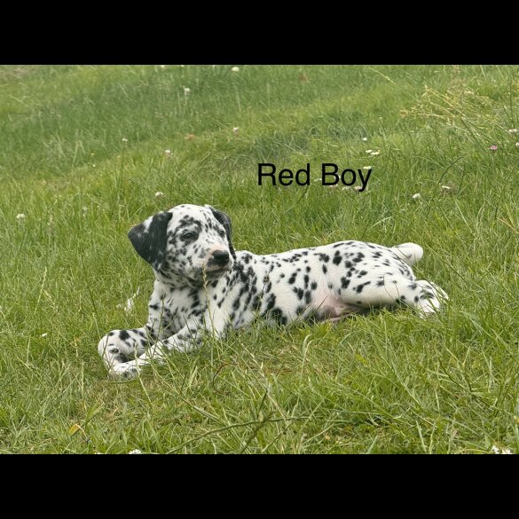 Dalmatian - Both