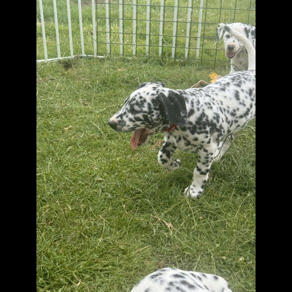 Dalmatian - Both