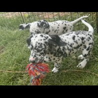Dalmatian - Both