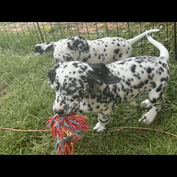 Dalmatian - Both