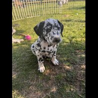 Dalmatian - Both