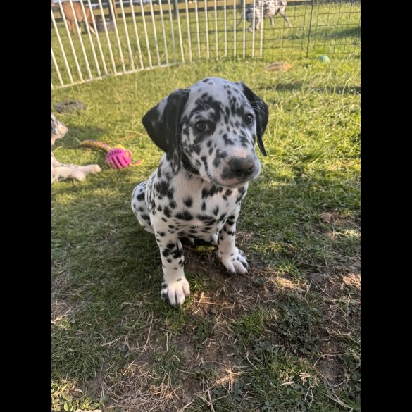 Dalmatian - Both