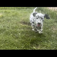 Dalmatian - Both