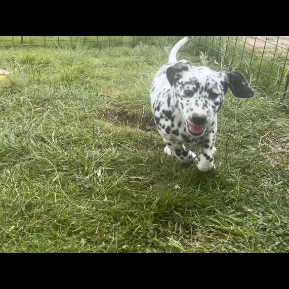 Dalmatian - Both
