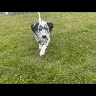 Dalmatian - Both