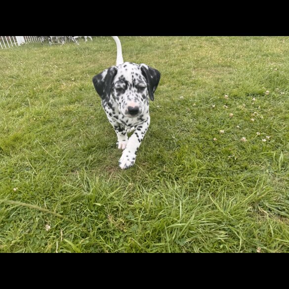 Dalmatian - Both