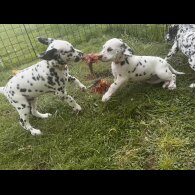 Dalmatian - Both