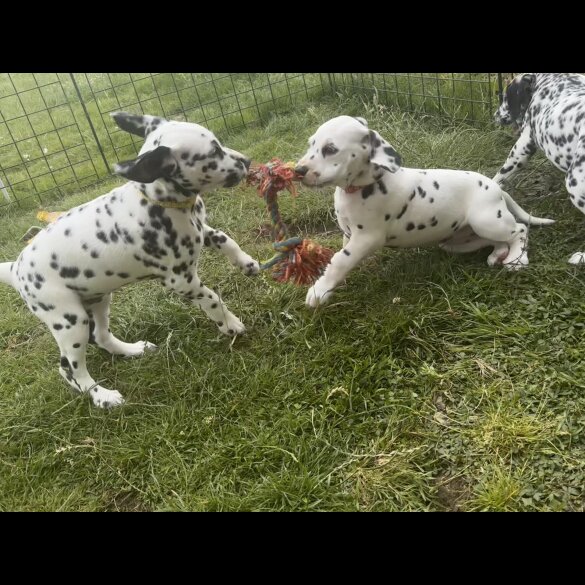 Dalmatian - Both