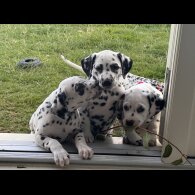 Dalmatian - Both
