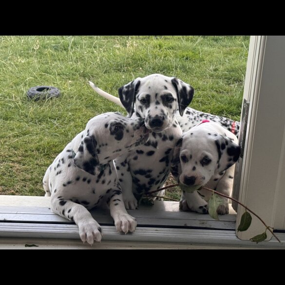 Dalmatian - Both