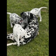 Dalmatian - Both
