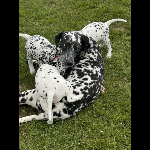 Dalmatian - Both