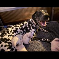 Dalmatian - Both