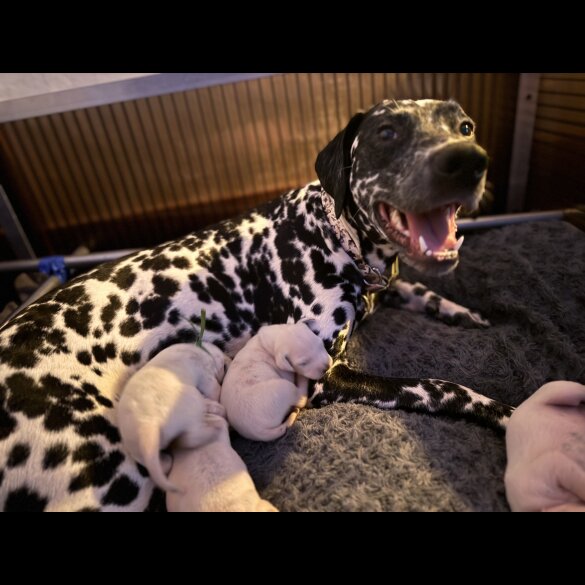 Dalmatian - Both