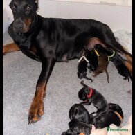 Doberman - Both