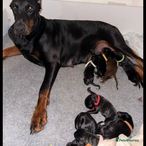 Doberman - Both