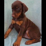 Doberman - Both