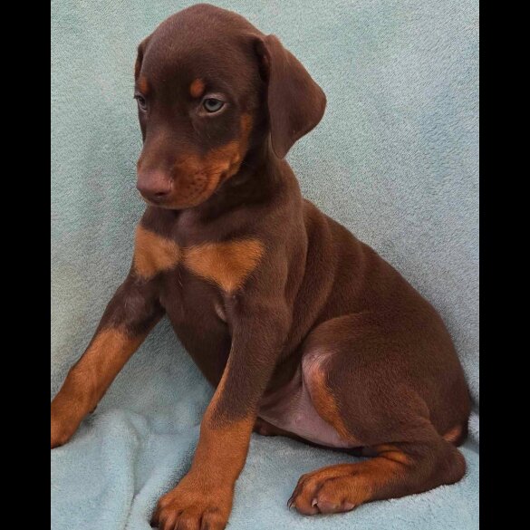 Doberman - Both