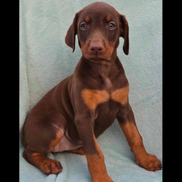 Doberman - Both