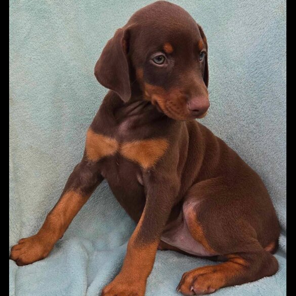 Doberman - Both