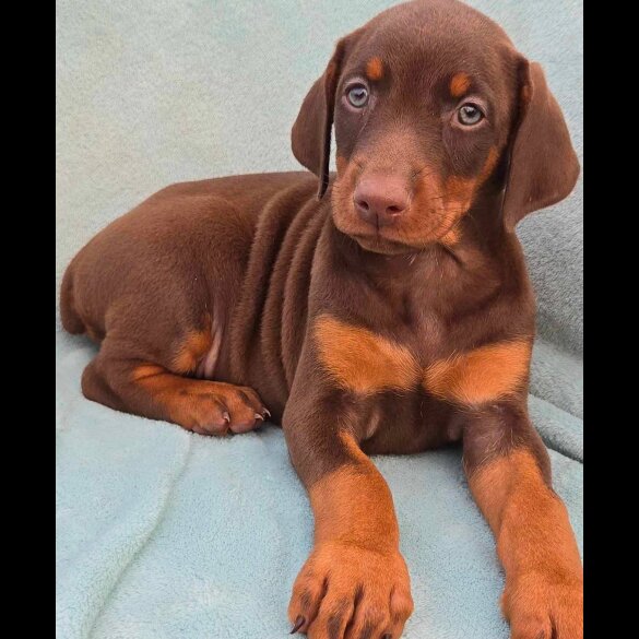 Doberman - Both
