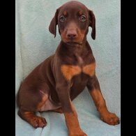 Doberman - Both