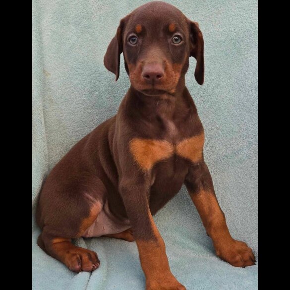 Doberman - Both