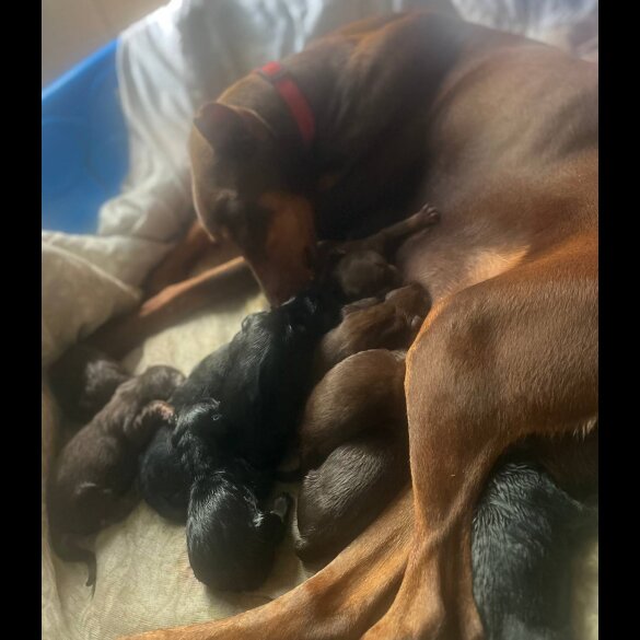 Doberman - Both