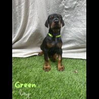 Doberman - Both