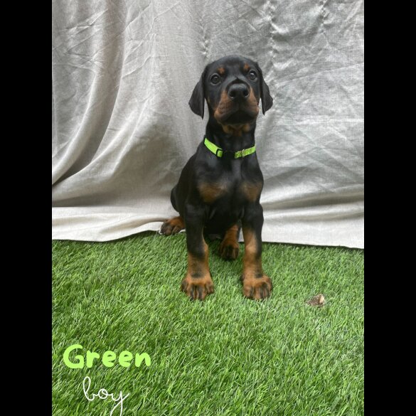 Doberman - Both