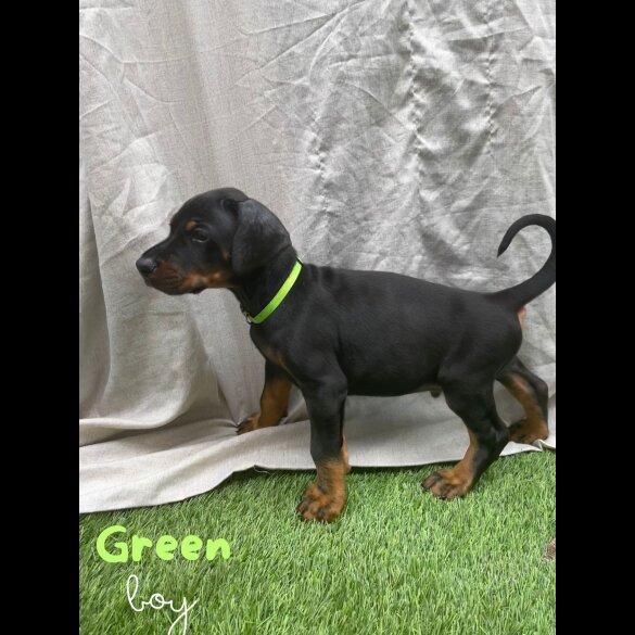 Doberman - Both