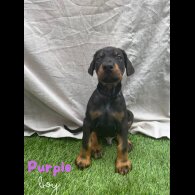 Doberman - Both