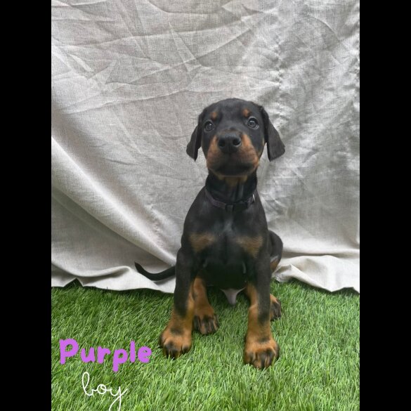 Doberman - Both
