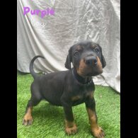 Doberman - Both