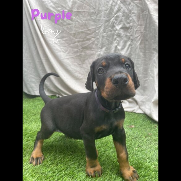 Doberman - Both