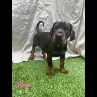 Doberman - Both