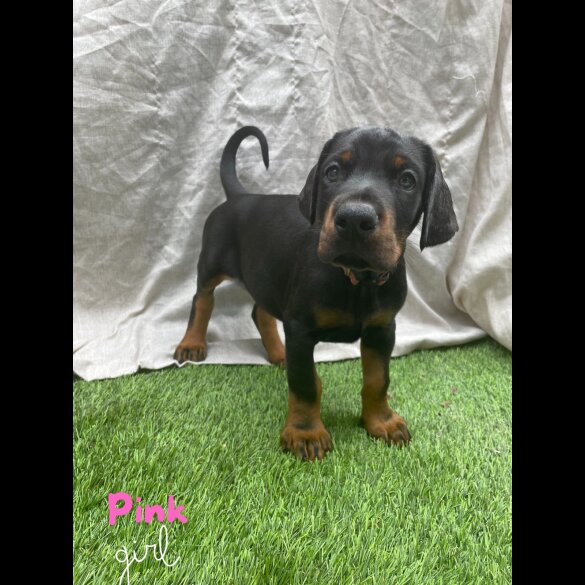 Doberman - Both