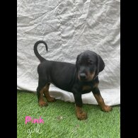 Doberman - Both