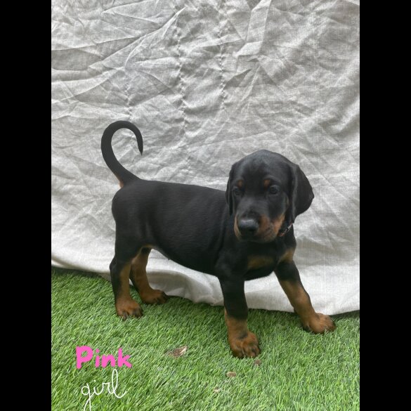 Doberman - Both