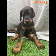 Doberman - Both