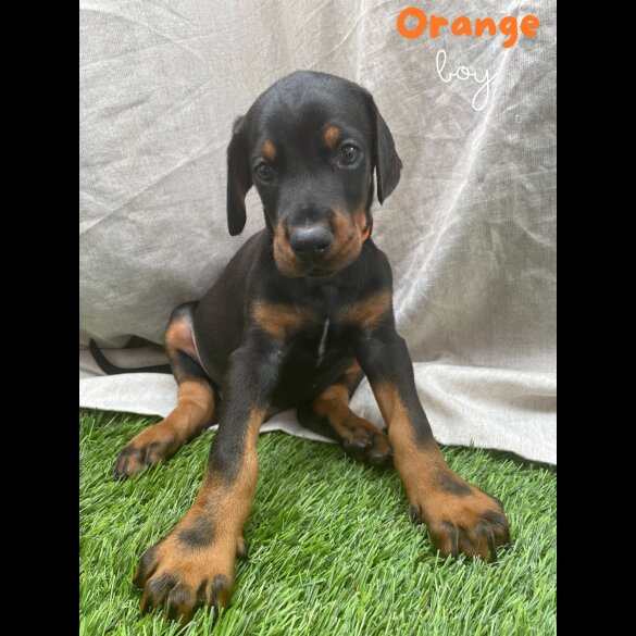 Doberman - Both