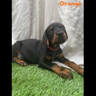 Doberman - Both