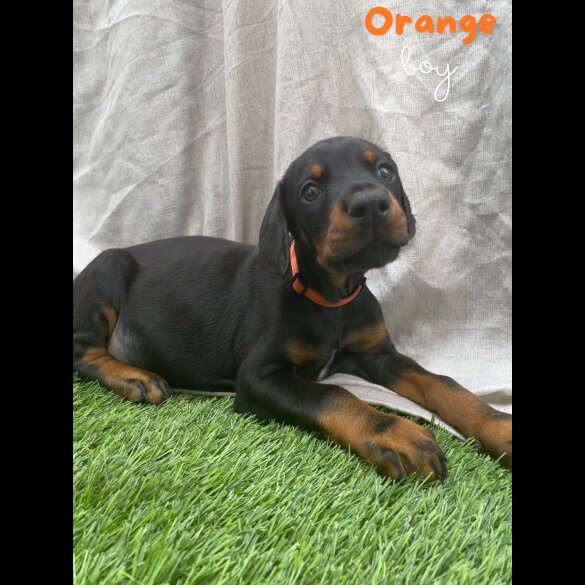 Doberman - Both