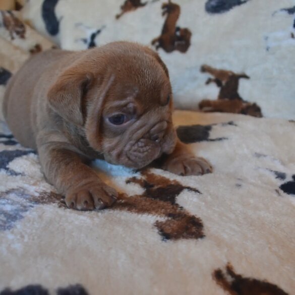 English Bulldog - Both