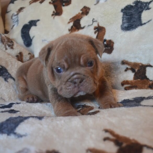 English Bulldog - Both