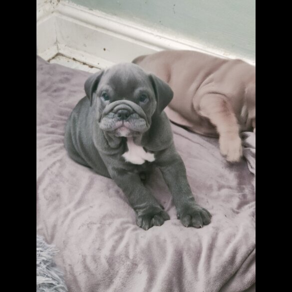 English Bulldog - Both